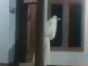 Viral Pocong Bawa Celurit Hantui Warga Bangkalan, Camat Pastikan Hoax