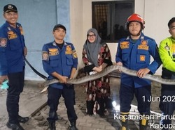 King Cobra 4 Meter Masuk Garasi Rumah di Bogor, Damkar Evakuasi