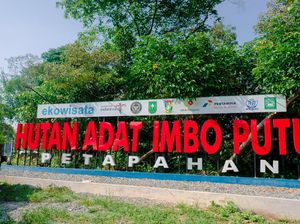 Hutan Adat Imbo Putui di Kampar: Keseimbangan Ekonomi dan Alam Berkelanjutan