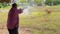 Pejabat Tembak Sapi Kurban Idul Adha Pakai Senapan, Publik Malaysia Terbelah