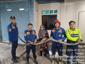 Bikin Waswas, King Cobra Parkir di Garasi Rumah Warga Bogor
