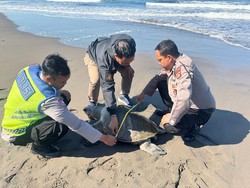 Penyu Lekang Ditemukan Mati dan Membusuk di Pantai Yehembang