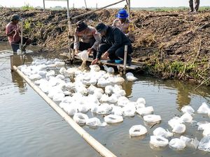 Rantai Pasok SPPG, Polda Metro Tebar Ribuan Benih Bandeng dan Udang di Bekasi
