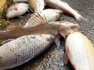 Satgas Citarum Selidiki Ikan Mati Massal di Johar Karawang