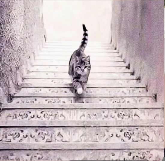 Tes Kepribadian: Kamu Lihat Gambar Kucing yang Naik atau Turun dari Tangga? Ini Artinya