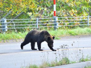 Beruang Mengamuk di Fukushima, 4 Orang Terluka