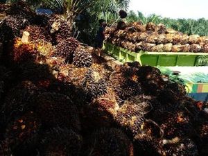 Desakan Dibentuknya Badan Sawit Nasional, Seberapa Penting?