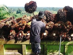 Perbedaan Perizinan Usaha Tambang dan Kelapa Sawit di Indonesia