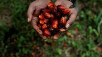 Limbah Pabrik Sawit Diolah Jadi Gas, Bisa Pangkas Emisi 28.000 Ton/Tahun