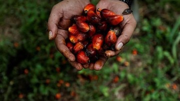 Limbah Sawit Disulap Jadi Biometana, Energi Bersih buat Industri