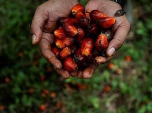 Pakar Soroti Ketidakpastian Hukum Sawit, Disebut Bisa Ganggu Investasi