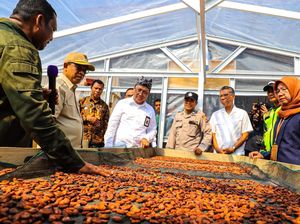 Kemensos Berdayakan Ratusan Petani Kakao Ende