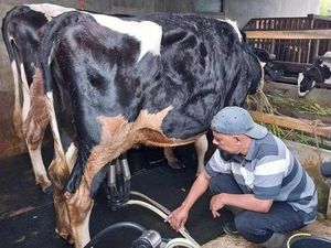 Siasat Peternak Sapi Perah di Kota Batu Hadapi Ancaman Kemarau