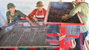 Aroma Kakao Jembrana yang Menembus Pasar Dunia