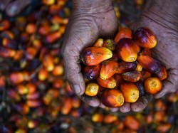 Tantangan Industri Sawit, Ganjalan Target Swasembada Energi