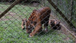 Momen Langka, Kelahiran 4 Harimau Sumatra