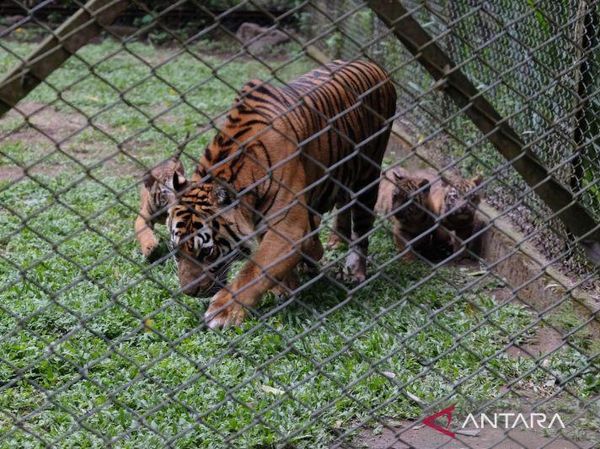 Momen Langka, Kelahiran 4 Harimau Sumatra