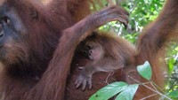 Dulu Diselamatkan dari Perdagangan Ilegal, Kini Bulan Melahirkan Generasi Baru Orangutan