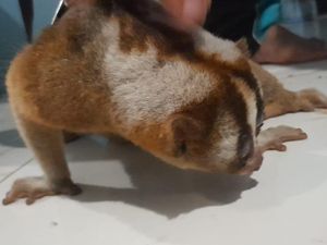 Anak Kukang Jawa Bertamu ke Rumah Warga Kuningan