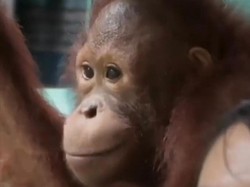 Viral Orang Utan Naik Bus ke Sekolah, Ini Materi Pelajaran Mereka