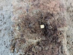 Kepingan Emas Ditemukan Pekerja Saat Memugar Candi Losari, Ini Penampakannya