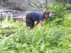 Cerita KPH Tarakan Sukses Budidayakan 507 Bibit Agathis Endemik Kalimantan