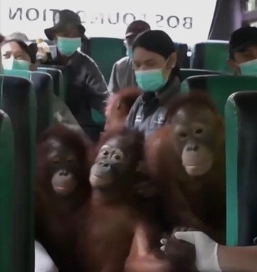 47 Orang Utan di Palangka Raya Kena ISPA Imbas Terpapar Asap Karhutla
