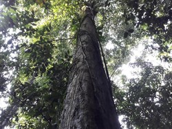 Tane Olen, Hutan Terlarang Dayak Kenyah yang Simpan Kekayaan Tanaman Obat