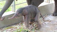 Kabar Gembira, Bayi Gajah Lahir di Lembah Hijau Lampung