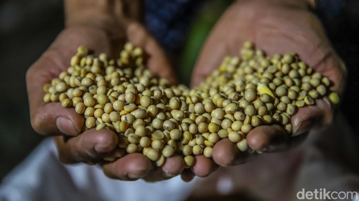 Dolar Tembus Rp18.000, Perajin Tempe Terjepit Kenaikan Biaya Produksi Sejumlah perajin membikin tempe dengan bahan baku kedelai impor di area Kampung Tempe, Sunter Jaya, Jakarta Utara, Jumat (5/6/2026). Aktivitas produksi tetap berjalan di tengah tekanan biaya nan semakin berat akibat melemahnya nilai tukar rupiah terhadap dolar Amerika Serikat nan menembus Rp18.000 per dolar AS.