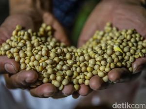 Dolar AS Tembus Rp 18.000, Pemerintah Kasih Subsidi Kedelai Rp 2.000/Kg