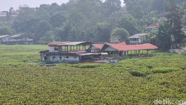 Saat Eceng Gondok Tutupi Sungai Citarum KBB