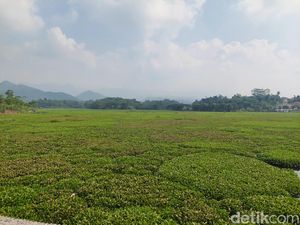 Sungai Citarum yang Hilang Ditelan Hamparan Eceng Gondok
