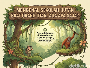 Infografis: Mengenal Jenjang Pendidikan Orang Utan di BOSF Kalteng