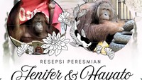 Orang Utan Asal Indonesia Bertemu Pasangan Barunya di Jepang
