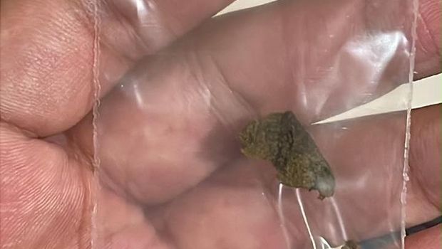 BNN menggagalkan pengedaran narkotika jenis hashish yang dilakukan WN Rusia, Kochetkova Kira (51). Narkotika itu dibawa dari Thailand. (dok BNN)