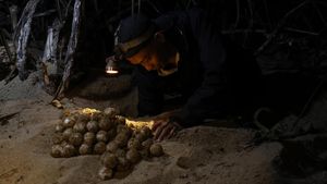 Telur Penyu Dipindahkan ke Penetasan Semi Alami demi Cegah Perburuan