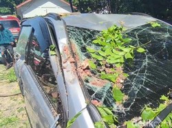 Pohon Tumbang Timpa Mobil-Motor Parkir di Parepare, 1 Orang Luka
