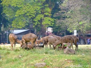 Viral Rusa Sriwedari Makan Sampah
