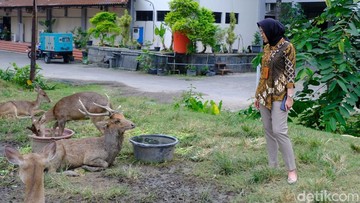 Viral Rusa di Taman Sriwedari Solo Mengais Makan di Tempat Sampah