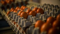 Nutrisinya Beda, Benarkah Telur Omega 3 Lebih Rendah Kolesterol?