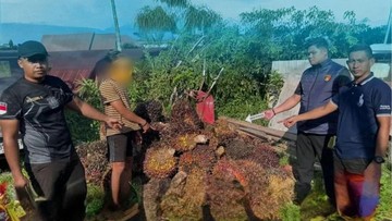 Pria di Kotim Ketahuan Maling Sawit gegara Tertidur Pulas Usai Beraksi