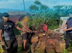 Maling 1,6 Ton Sawit di Kotim Ketahuan gegara Tertidur Pulas Usai Beraksi