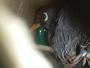 Ratusan Burung Ilegal Diamankan di Bakauheni Lampung