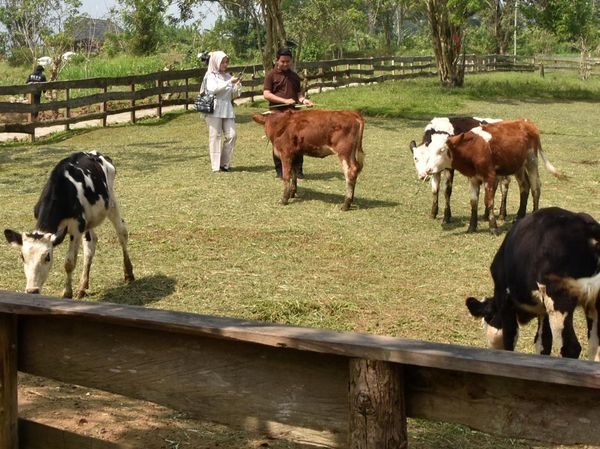 Serasa di New Zealand, Wisata Peternakan di Puncak Bogor Jadi Magnet Keluarga
