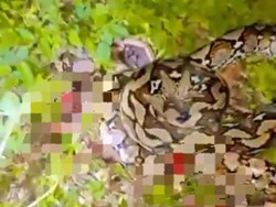Lilitan Maut Ular Piton Tewaskan Wanita di Busel Saat Berkebun