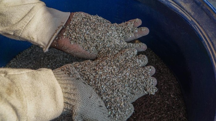 Pekerja menghaluskan cacahan limbah cangkang kerang hijau menggunakan mesin di Rumah Produksi Kelompok Kerajinan Cangkring (Cangkang Kering), Cilincing, Jakarta, Senin (8/6/2026). Kelompok Kerajinan Cangkring mengolah limbah cangkang kerang hijau menjadi bahan utama pembuatan material paving block sebagai upaya mengurangi penumpukan limbah di area pesisir Jakarta Utara. ANTARA FOTO/Salma Talita
