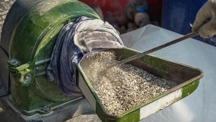 Dari Sampah Jadi Berkah, Cangkang Kerang Hijau Disulap Jadi Paving Block Pekerja menghaluskan cacahan limbah cangkang kerang hijau menggunakan mesin di Rumah Produksi Kelompok Kerajinan Cangkring (Cangkang Kering), Cilincing, Jakarta, Senin (8/6/2026). Kelompok Kerajinan Cangkring mengolah limbah cangkang kerang hijau menjadi bahan utama pembuatan material paving block sebagai upaya mengurangi penumpukan limbah di area pesisir Jakarta Utara. ANTARA FOTO/Salma Talita