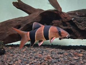 Fakta Unik Ikan Botia Asal Kalimantan, Si Ikan Badut yang Cerdas