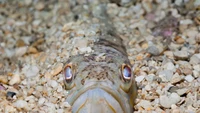 Ini Ikan Gabus Raksasa, Predator Tangguh dan Invasif di Air Tawar
